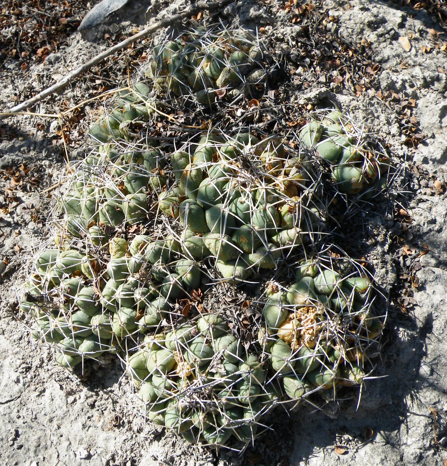 Coryphantha maiz-tablasensis succulent cactus with clustered green tubercles and long white spines on rocky soil