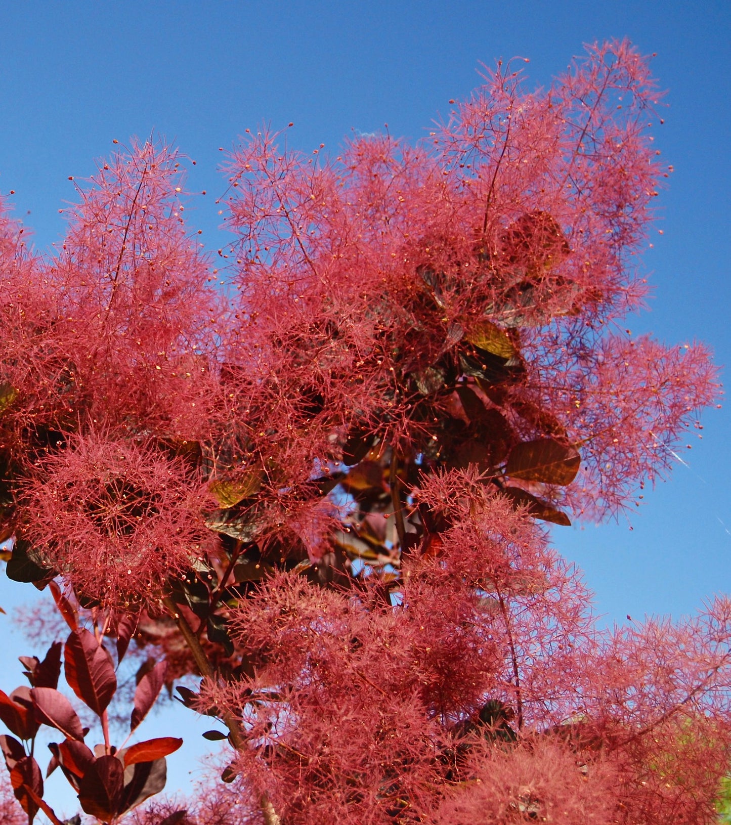 Cotinus coggygria with vibrant pink feathery flower clusters and dark reddish leaves against blue sky