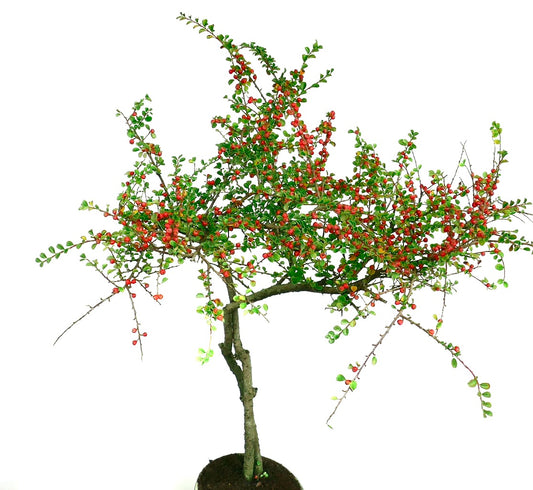 Cotoneaster horizontalis small tree with dense green leaves and bright red berries