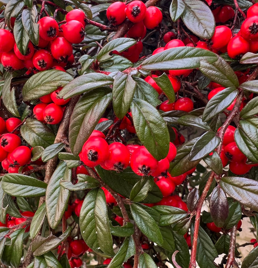 Cotoneaster lacteus shrub with glossy green leaves and clusters of bright red berries