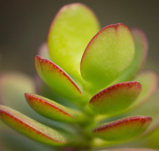 Crassula ovata succulent with thick green leaves and red-tipped edges close-up