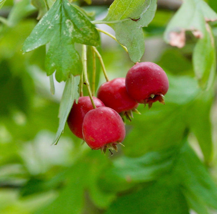 Ramo di Crataegus azarolus con grappoli di frutti rossi di biancospino e foglie verdi lobate