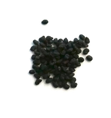 Petites graines noires de Cremnocereus albipilosus pour la propagation de cactus succulents rares