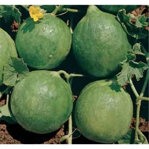 Cucumis melo var. chate 'Round Carosello from Fasano' meloni tondi verdi sulla vite