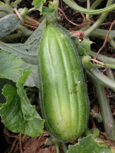 Frutto di melone verde costoluto Cucumis melo var. chate 'Carosello Scopatizzo Barese' sulla vite