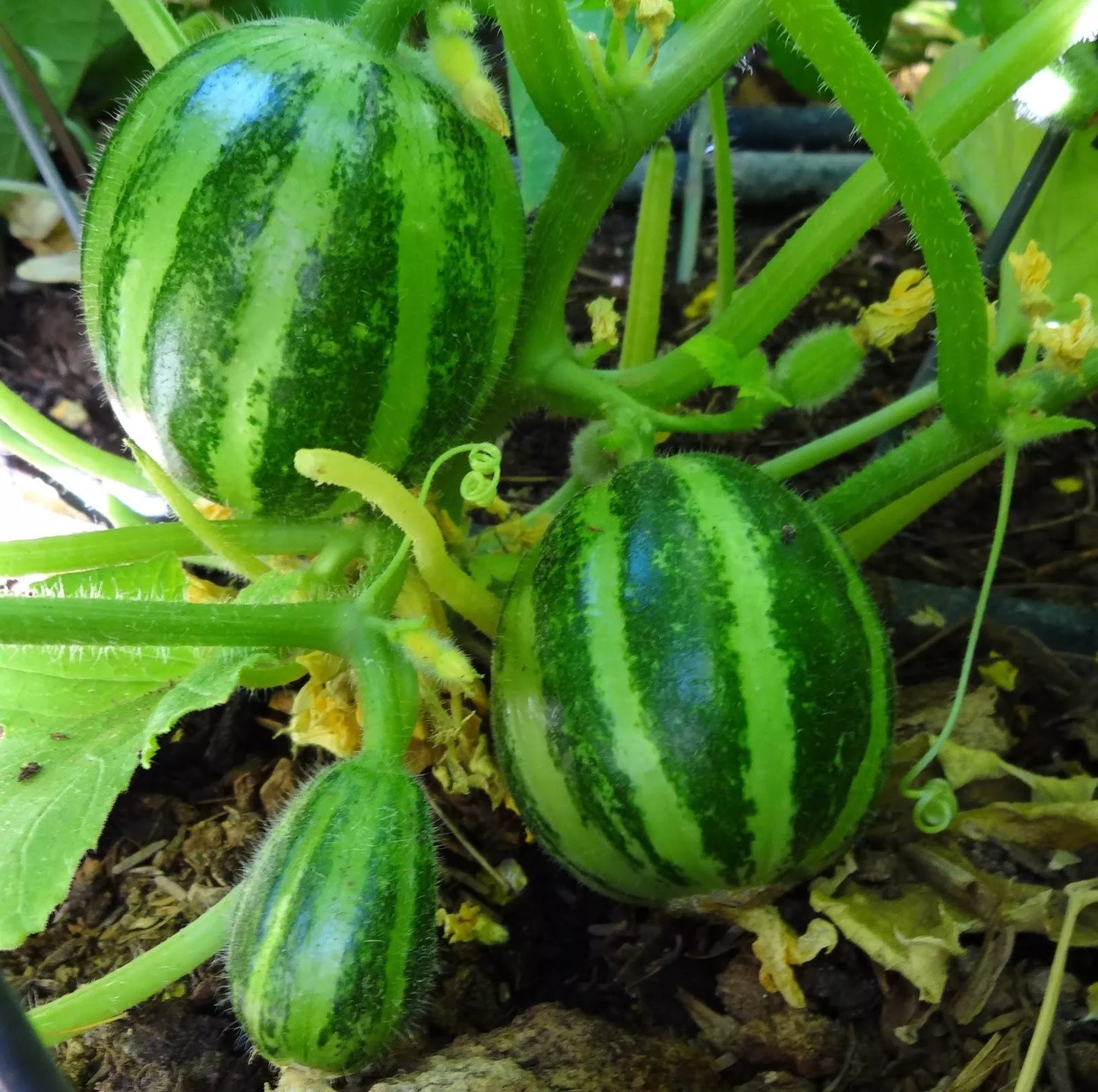 Cucumis melo var. chate meloni verdi arrotondati striati che crescono sulla vite con gambi pelosi
