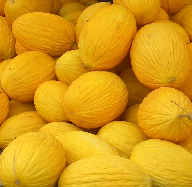 Cucumis melo var. inodorus meloni ovali giallo brillante con buccia strutturata