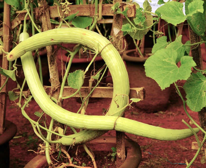 Cucumis sativus 'Chinese Snake Cucumber' frutto lungo, curvato e verde chiaro con foglie di vite
