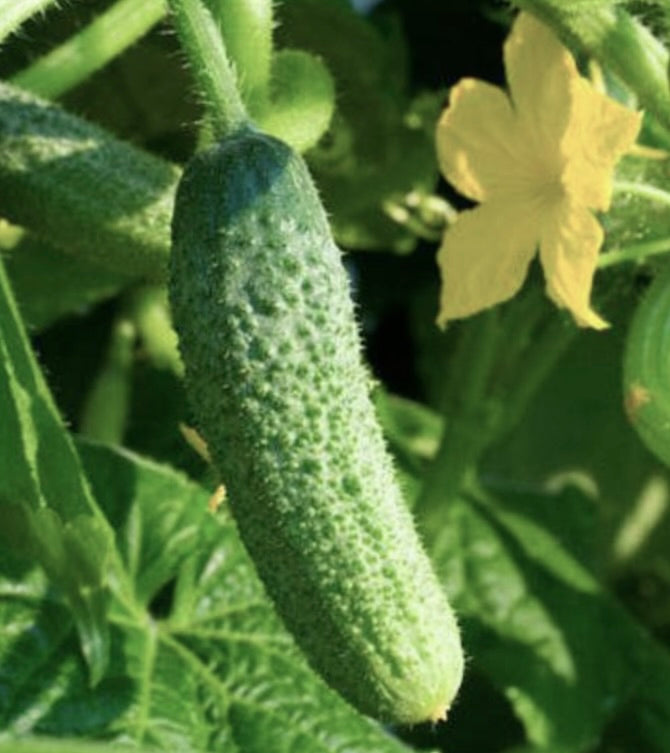 Cucumis sativus var. parisianus SEEDS