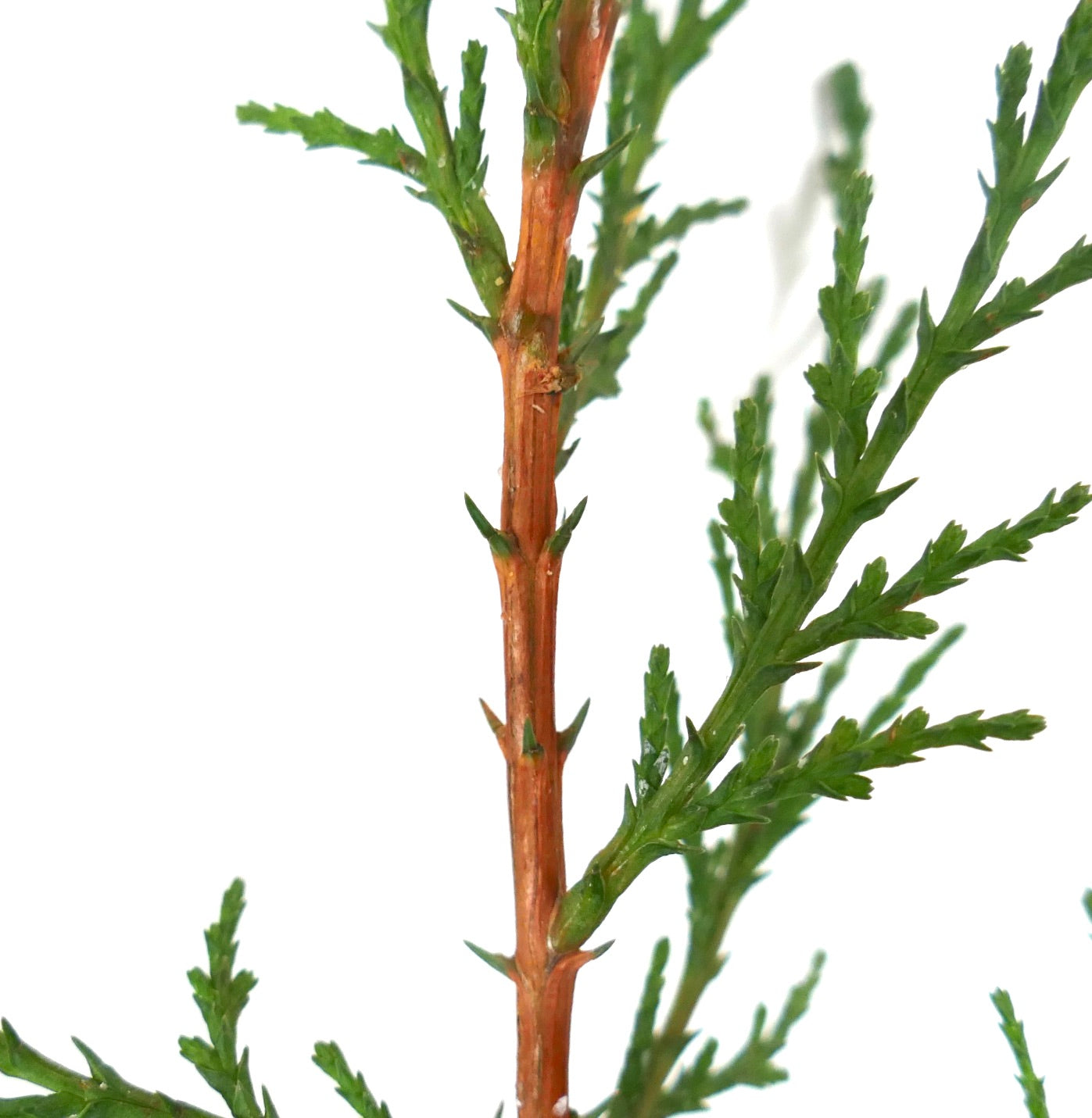 Cupressus sempervirens cv TOTEM