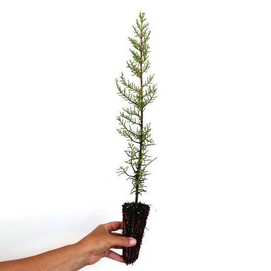 Cupressus sempervirens var. horizontalis slender young conifer seedling with delicate green foliage