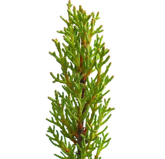 Cupressus sempervirens var. stricta narrow upright evergreen foliage with bright green scale-like leaves