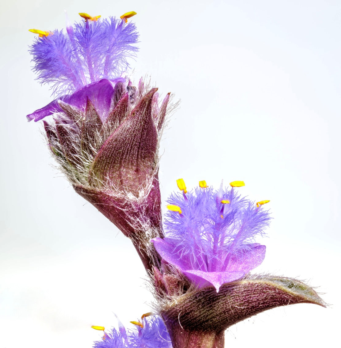 Cyanotis somaliensis delicate purple flowers with yellow stamens and hairy textured bracts