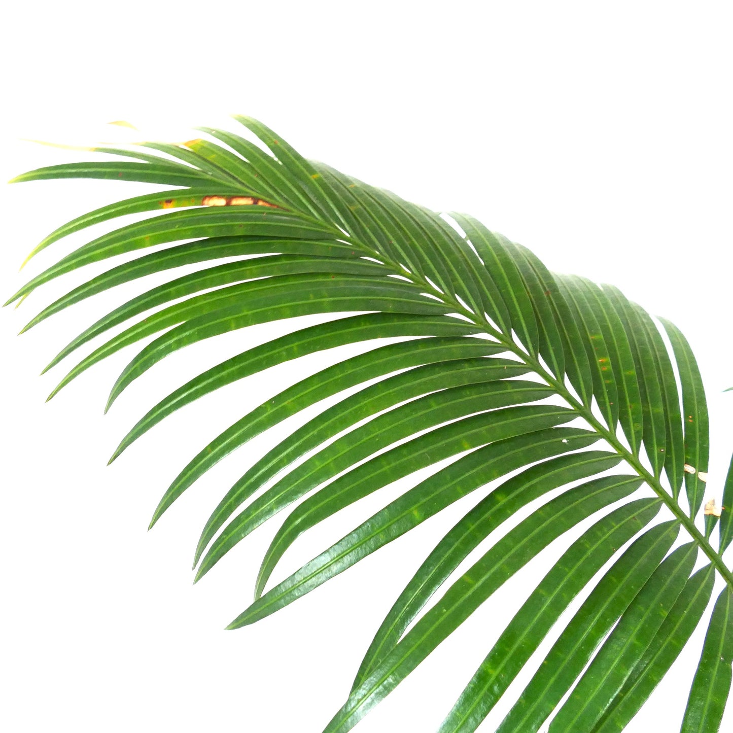 Cycas chevalieri glossy green pinnate leaves with slender leaflets and slight yellow spots
