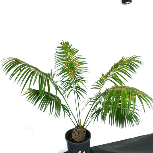Cycas chevalieri rare caudex plant with long green pinnate leaves in black pot