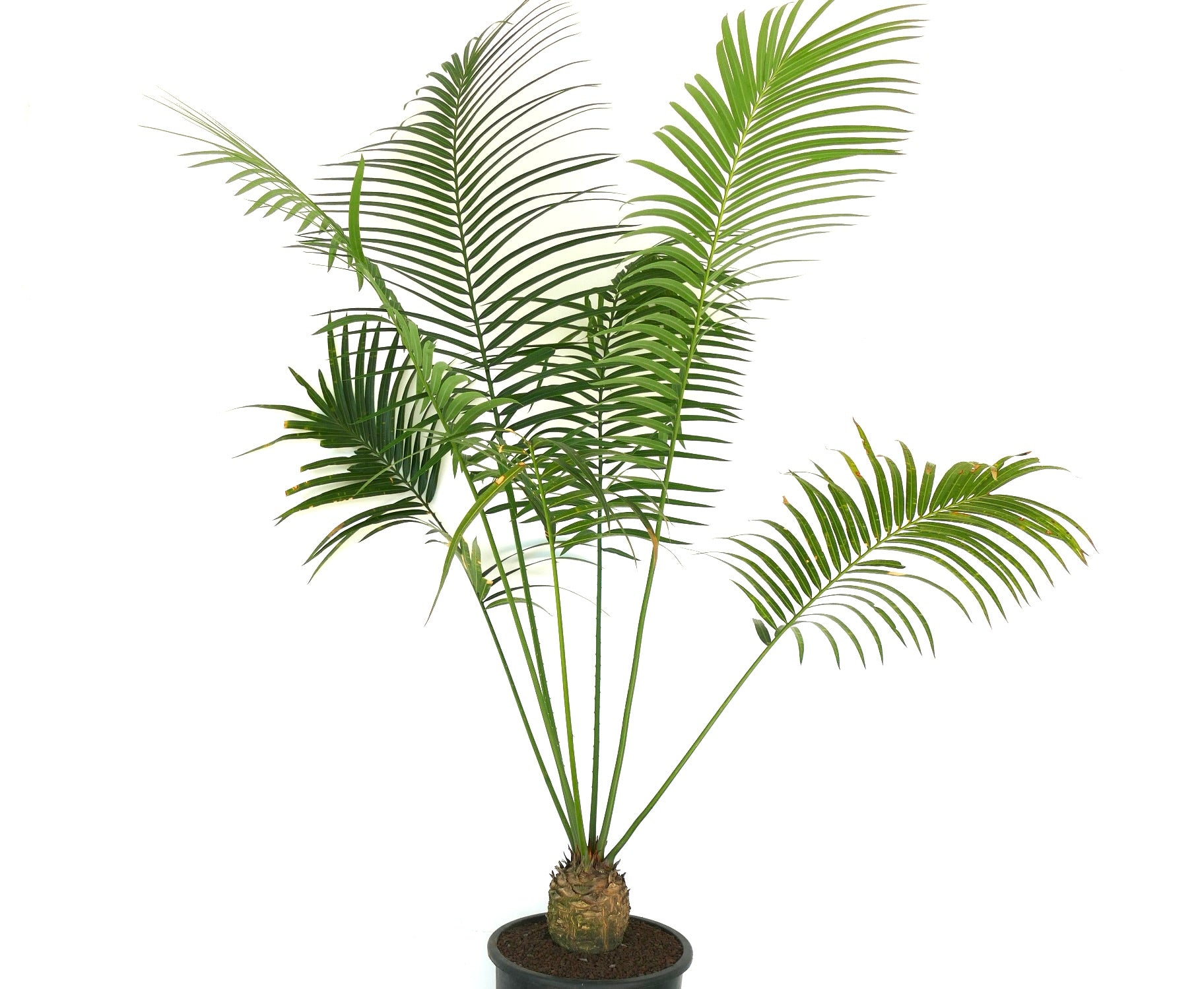 サイカス・コンダオエンシス | 珍しい種、めったに出品されませ