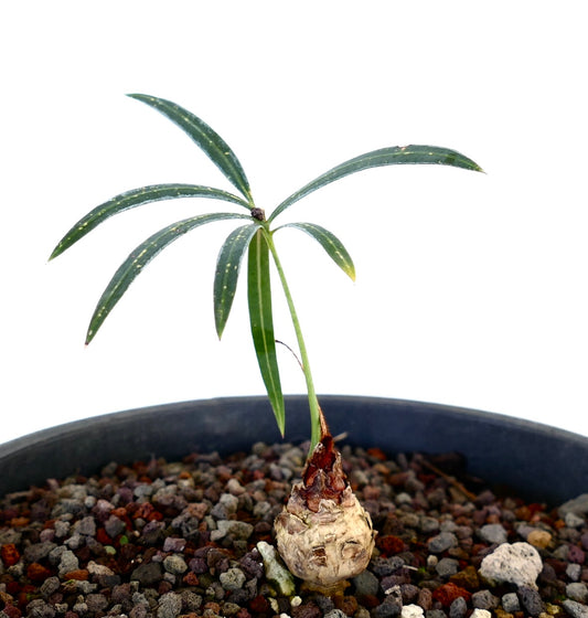 Cycas chevalieri young rare caudex plant with slender green leaves in rocky soil