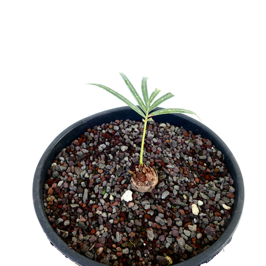 Cycas chevalieri small seedling with slender green leaves in black pot