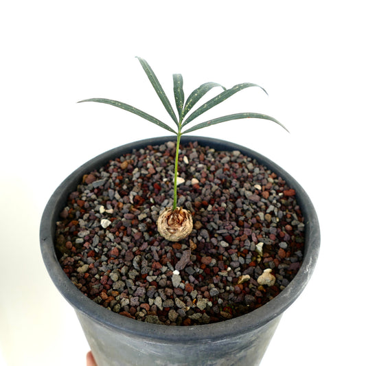 Cycas chevalieri young seedling with slender green leaves and round caudex in pot