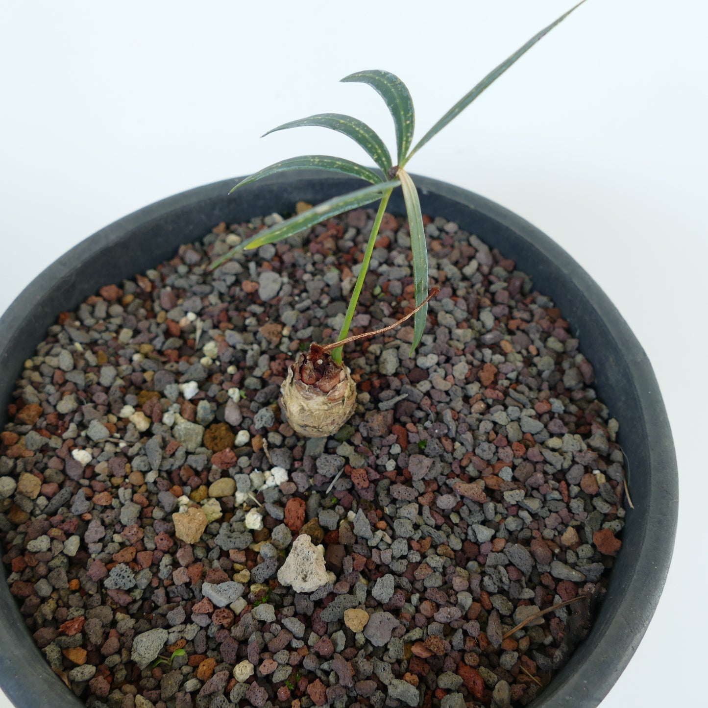 Cycas chevalieri small young plant with slender green leaves in rocky soil pot