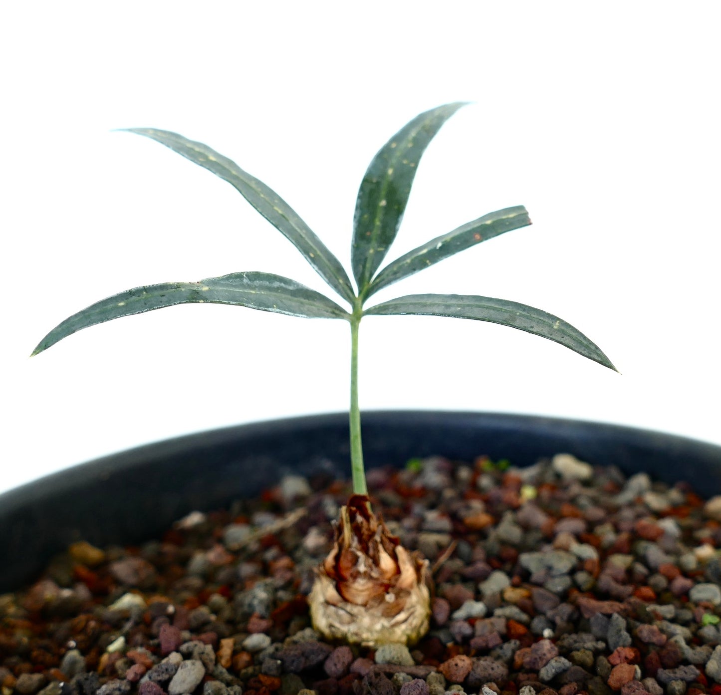 Cycas chevalieri small seedling with slender green leaves and textured caudex in rocky soil