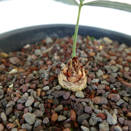 Cycas chevalieri small young seedling with textured caudex and slender green stem in rocky soil