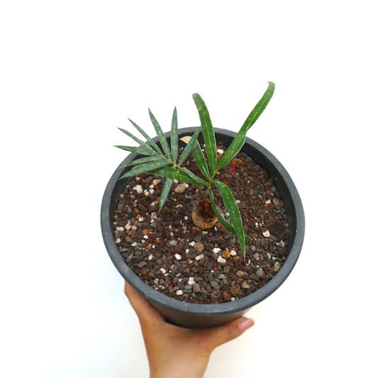 Cycas chevalieri young specimen with slender green leaves and speckled texture in pot