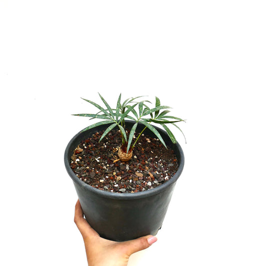 Cycas chevalieri small potted rare cycad with slender green leaves and textured trunk