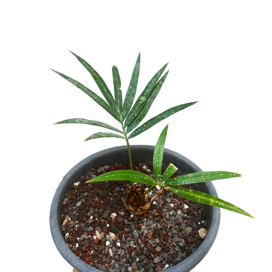 Cycas chevalieri young specimen with slender green leaves and spotted texture in pot