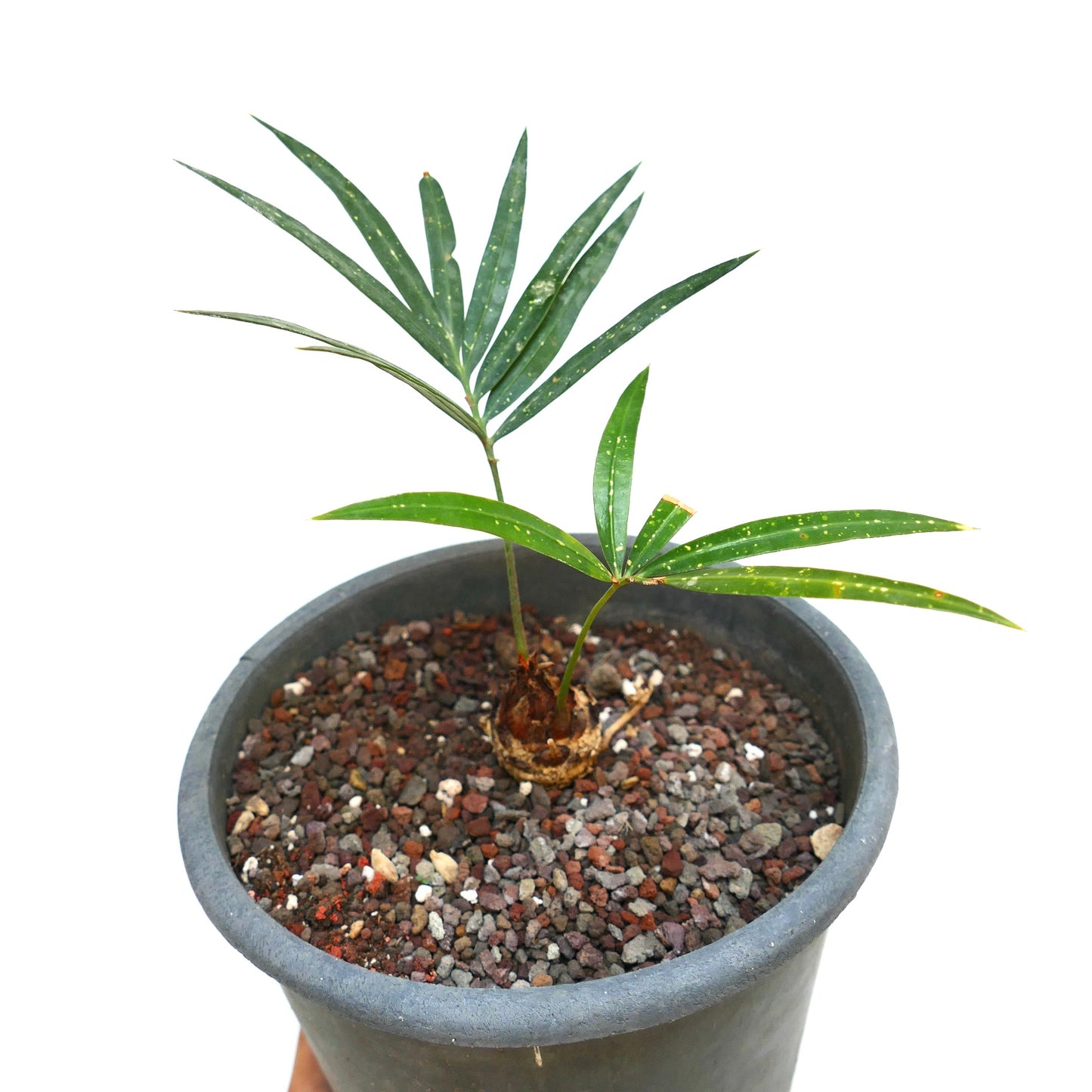 Cycas chevalieri young plant with slender green leaves and spotted texture in pot