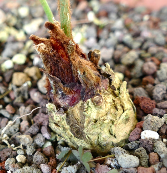 Cycas chevalieri young plant with textured bulb and emerging fuzzy brown fronds in rocky soil