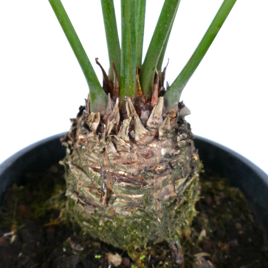 Cycas condaoensis with thick textured trunk and upright green fronds in black pot