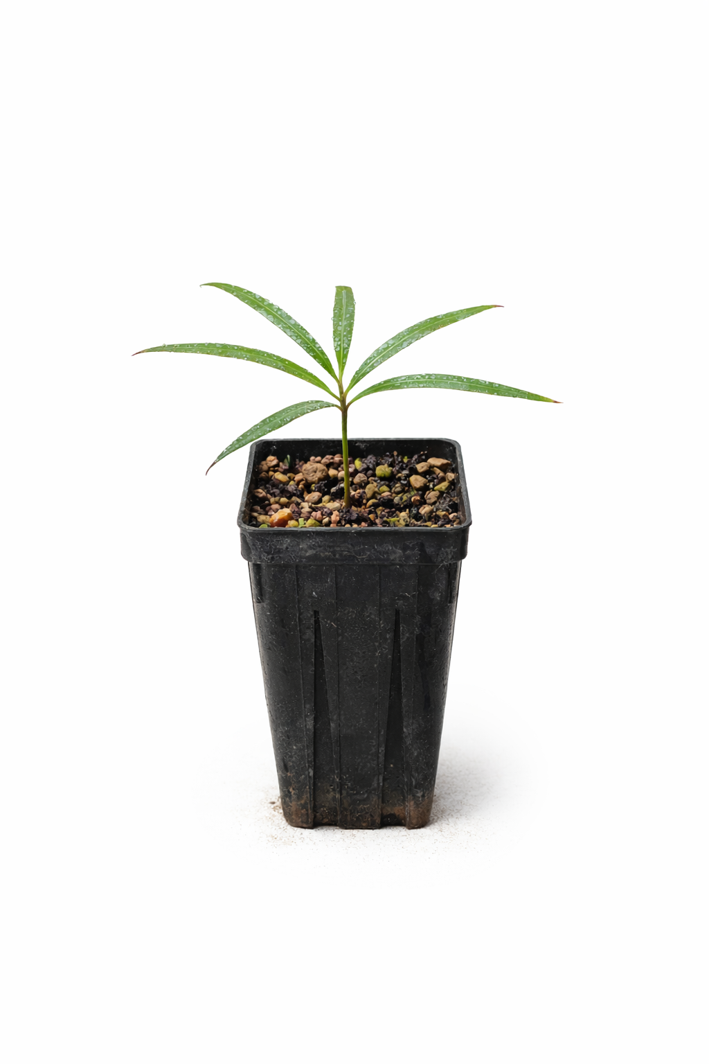 검은 육묘용 화분에 담긴 가느다란 녹색 잎을 가진 카이카스 페루기네아 어린 모종