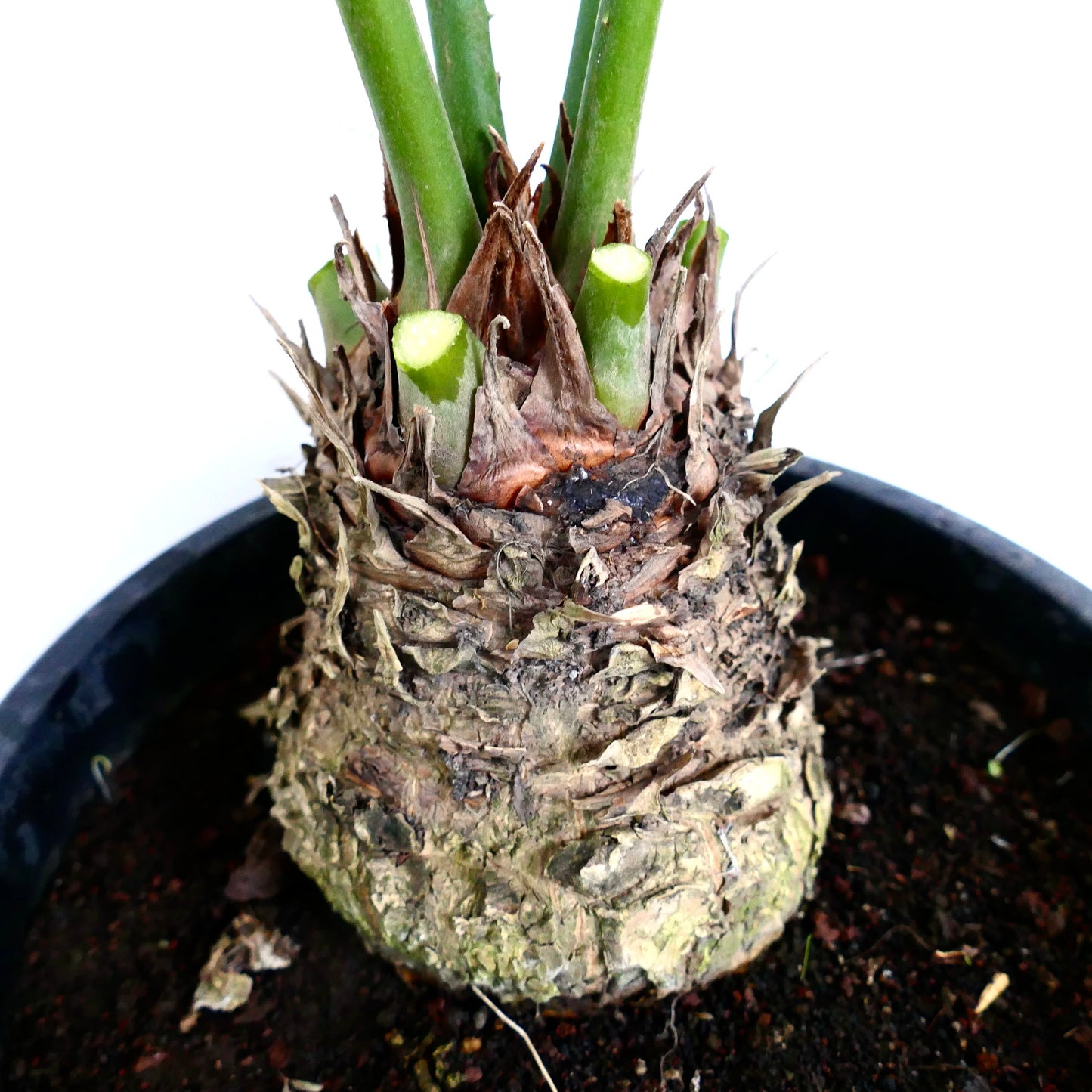 Cycas fugax rare caudex plant with thick textured trunk and fresh green shoots in pot