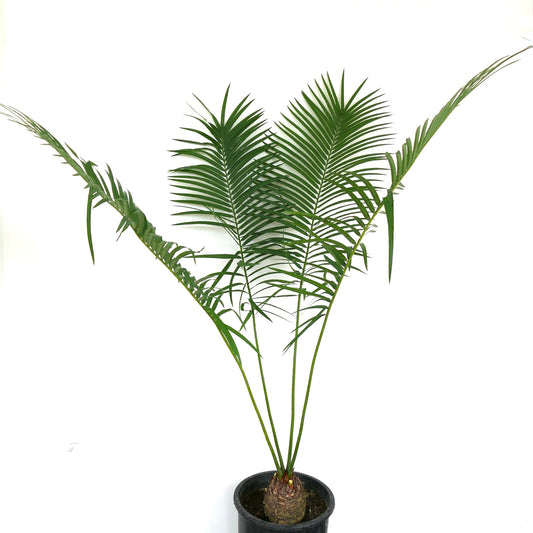 Cycas hoabinhensis caudex with rough textured trunk and emerging green stems