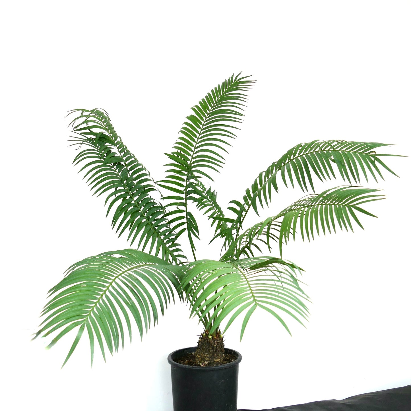 Cycas hoabinhensis potted cycad with long, arching green fronds and textured trunk