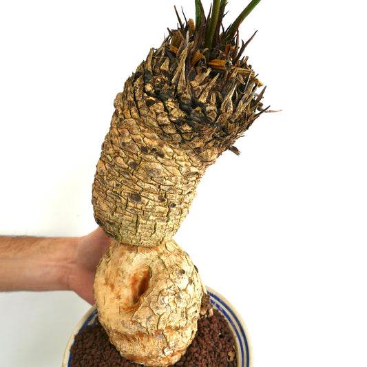 Cycas linstrstromii (Vinh Hao Village)