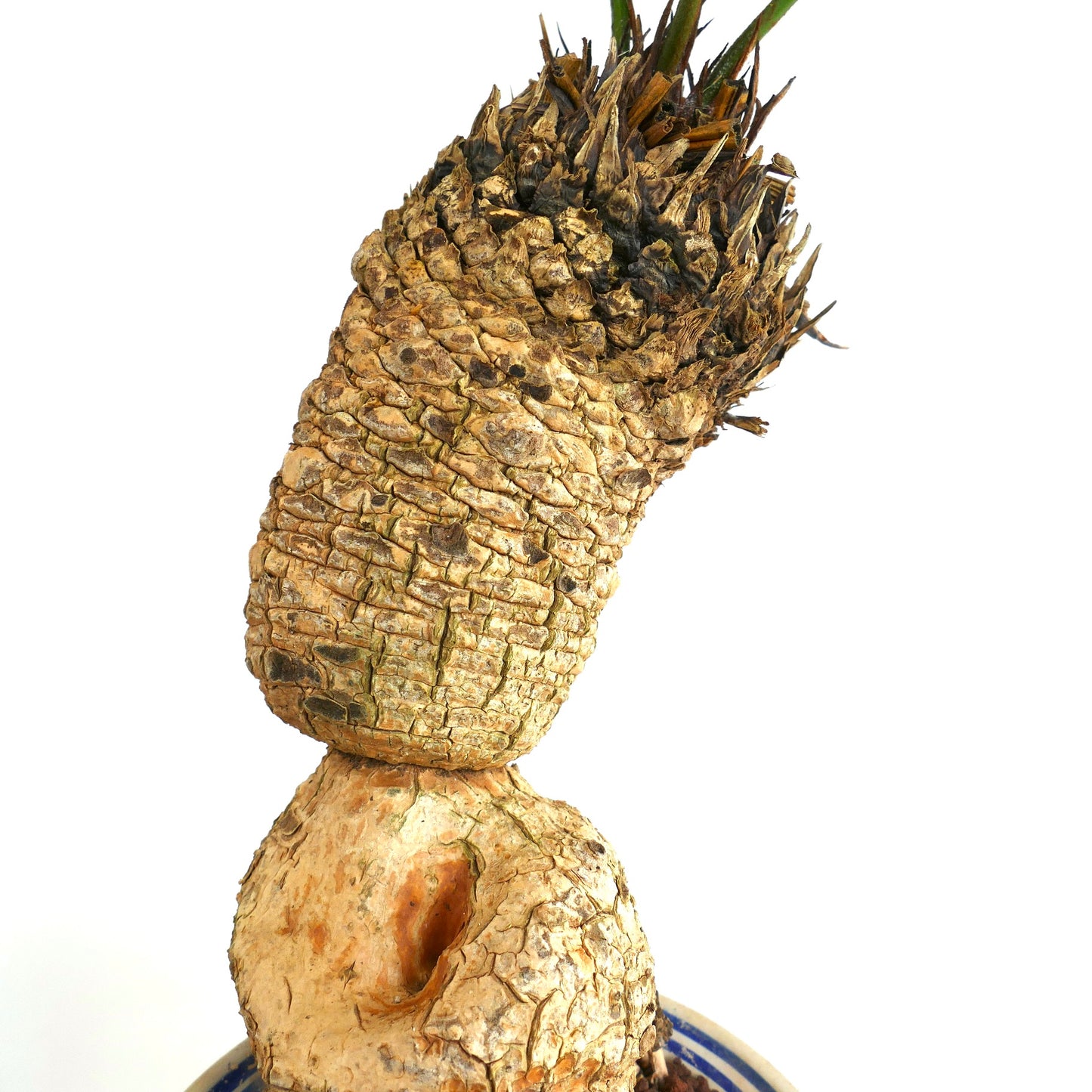 Cycas linstrstromii (Vinh Hao Village)