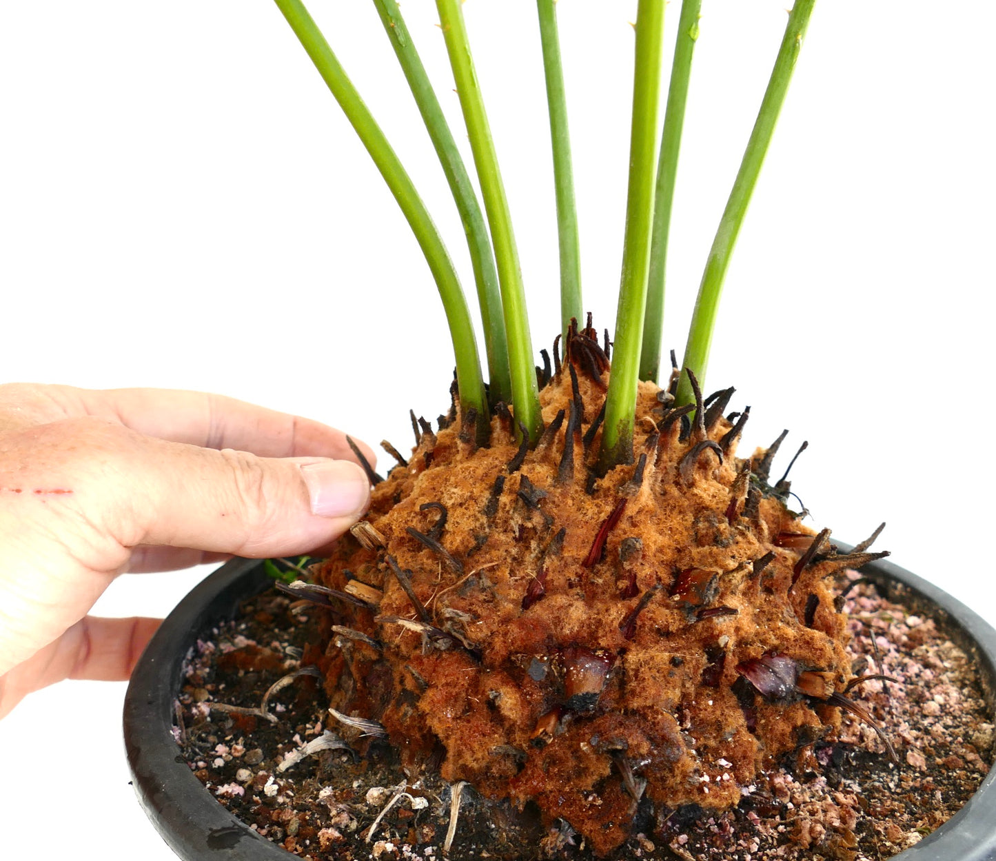 Cycas panzhihuaensis rare caudex with green stems in black pot held by hand