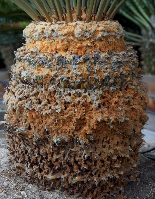 Cycas panzhihuaensis