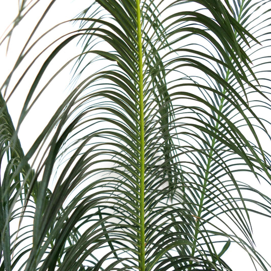 Cycas panzhihuaensis close-up of lush green feathery leaves with slender leaflets