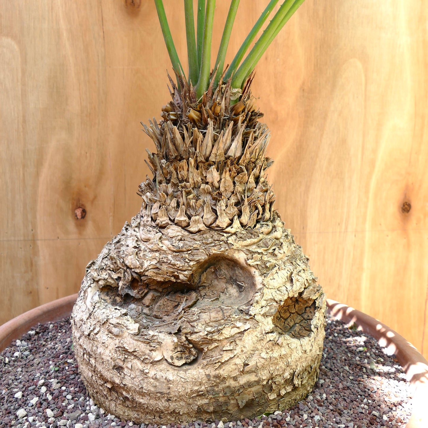 Cycas petraea with thick textured caudex and emerging green fronds in pot