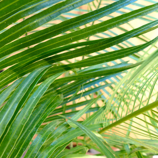 Cycas petraea lush green pinnate leaves with glossy texture and slender leaflets
