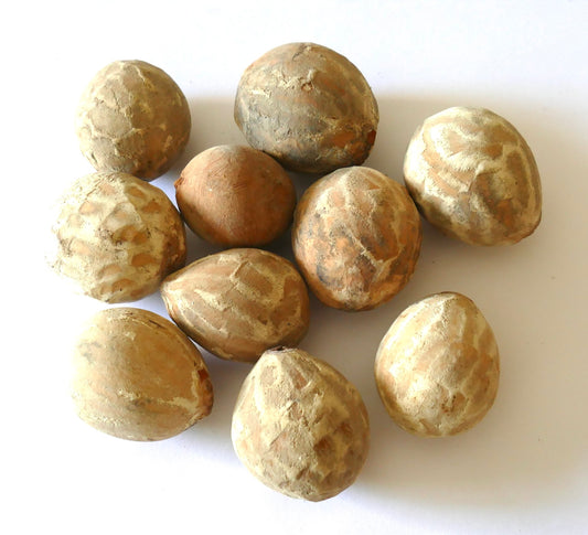 Cycas petraea seeds with rough textured brown outer coating on white background