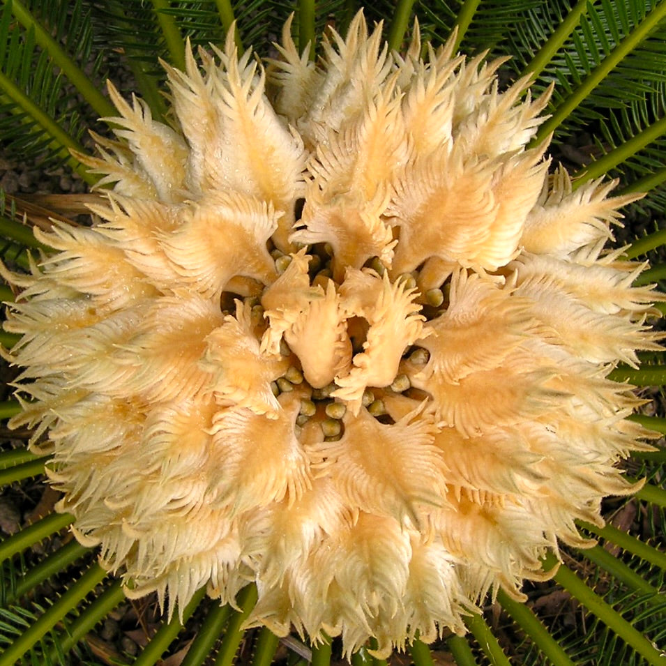 Cycas revoluta female cone with soft, feathery, pale yellow reproductive structures surrounded by green leaves