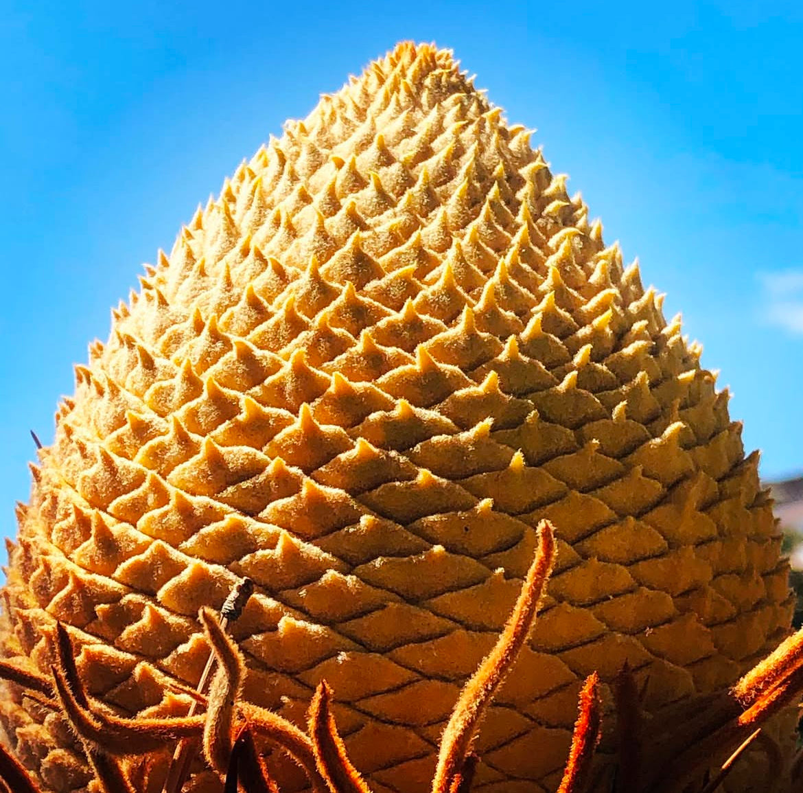 Cycas revoluta close-up of male cone with textured golden scales and fuzzy brown stems