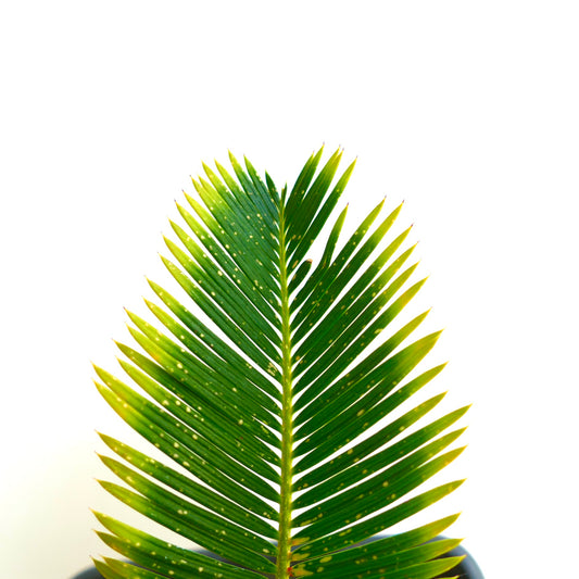 Cycas revoluta cv AUREA variegated palm leaf with bright yellow-green tips and textured surface