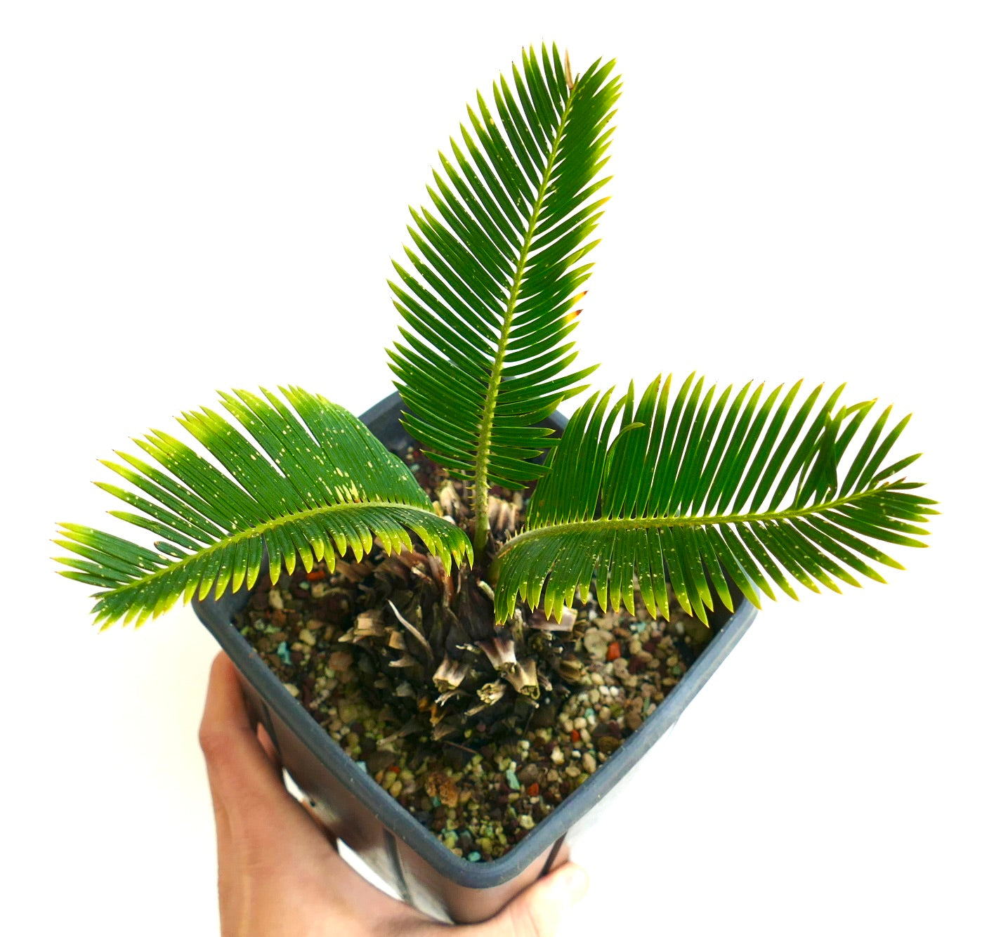 Cycas revoluta rare small specimen with glossy green pinnate leaves and compact trunk