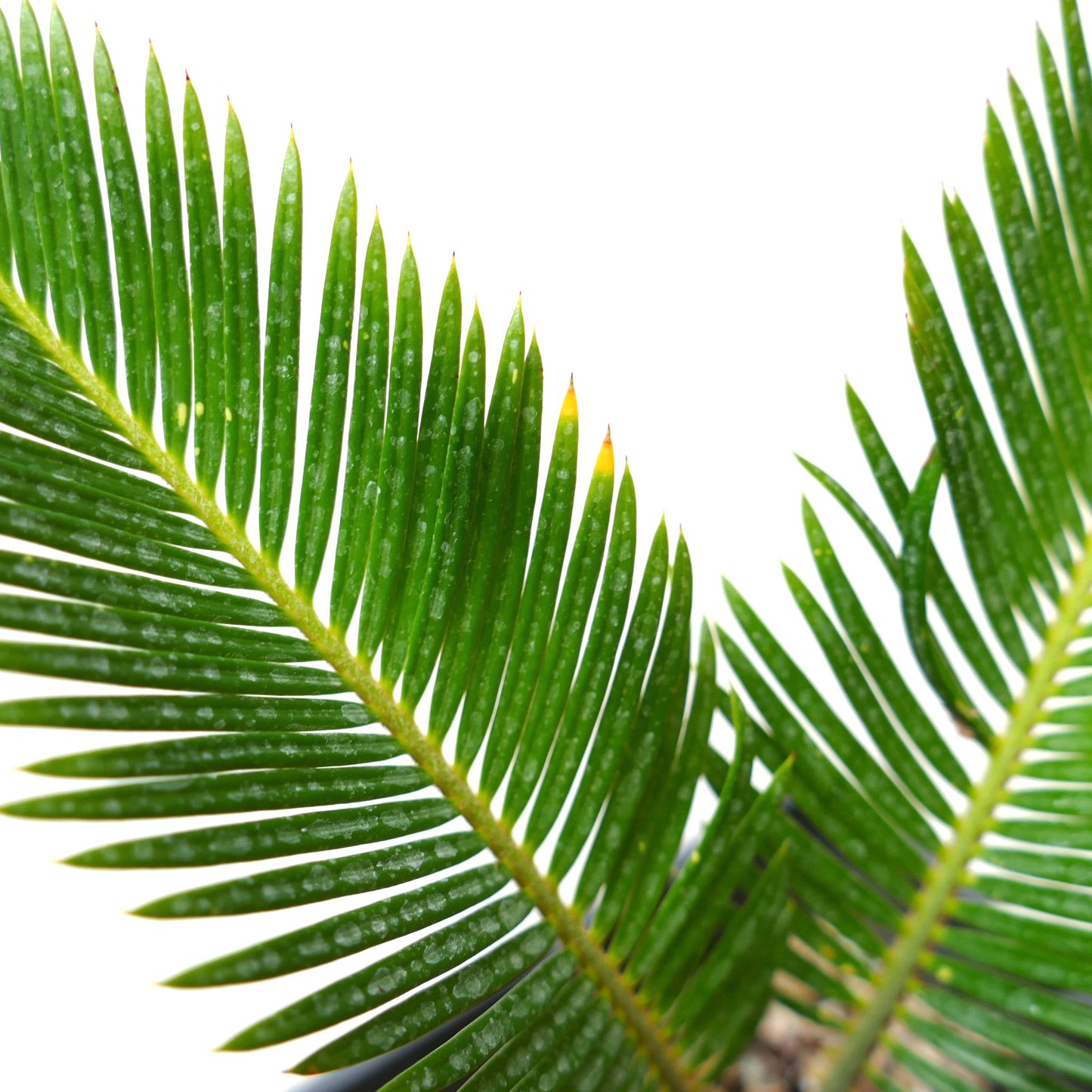 Cycas revoluta bright green pinnate leaves with slight yellow tips close-up