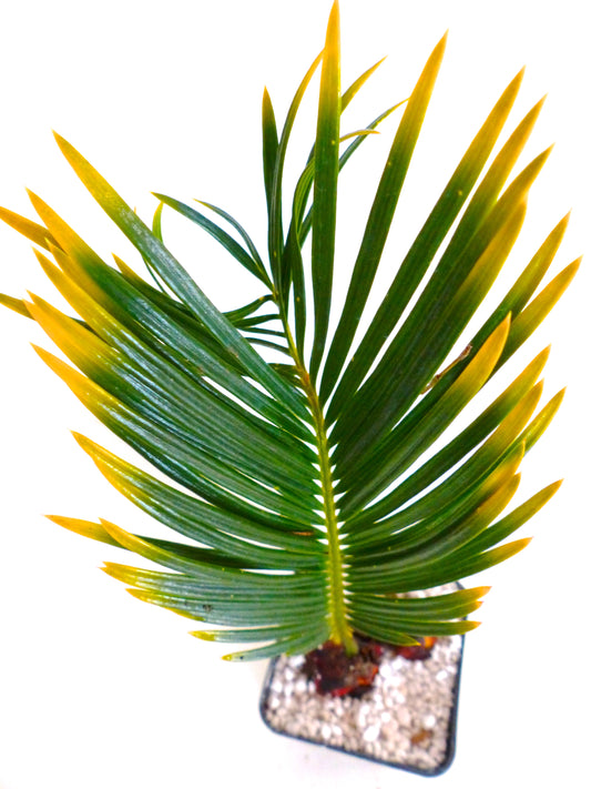 Cycas revoluta cv AUREA variegated young plant with green and yellow pointed leaves